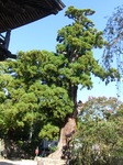 20090916-tukubasan7.jpg